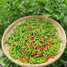 [GÓI 30 HẠT] Hạt giống Ớt Xiêm Rừng siêu cay, trái sai, sinh trưởng khỏe, trồng quanh năm - Hạt Giống Nhà Nông 3
