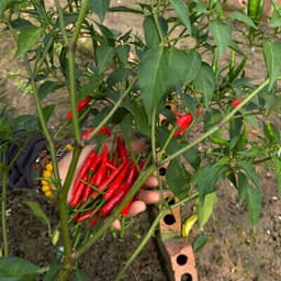Hạt Giống Ớt Chỉ Thiên F1 [GÓI 30 HẠT] Siêu Đậu Quả, Năng Suất Cao, Trồng Quanh Năm - Hạt Giống Nhà Nông 2