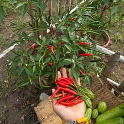 Hạt Giống Ớt Chỉ Thiên F1 [GÓI 30 HẠT] Siêu Đậu Quả, Năng Suất Cao, Trồng Quanh Năm - Hạt Giống Nhà Nông 4