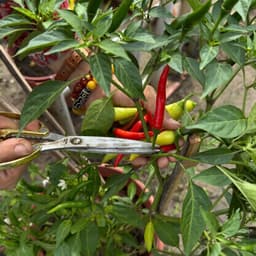 Hạt Giống Ớt Chỉ Thiên F1 [GÓI 30 HẠT] Siêu Đậu Quả, Năng Suất Cao, Trồng Quanh Năm - Hạt Giống Nhà Nông 3