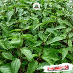 Hạt giống Rau Đay Đỏ F1 Gói 2000 Hạt Siêu khoẻ ,dễ trồng, ít sâu bệnh, trồng quanh năm - Hạt Giống Nhà Nông 2