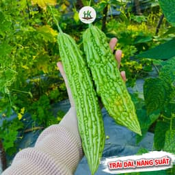 [GÓI 10 HẠT] Hạt giống Khổ Qua (Mướp Đắng) F1 Trái To, Năng Suất Cao, Trồng Quanh Năm - Hạt Giống Nhà Nông 2