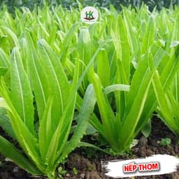 Hạt Giống Rau Diếp Nếp Thơm F1 Gói 3000 Hạt dễ trồng, nhanh thu hoạch, trồng quanh năm - Hạt Giống Nhà Nông 2