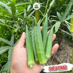 Hạt Giống Đậu Bắp Xanh Lùn Siêu Trái Ngon, Kháng Sâu Bệnh, Sinh Trưởng Tốt  1