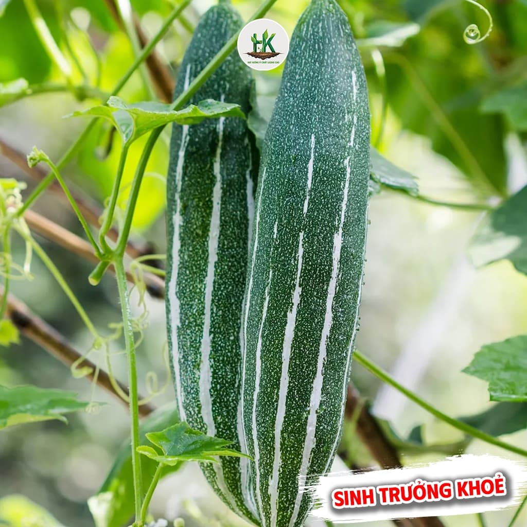 Hạt Giống Lặc Lè ( Mướp Nhật ) F1 Cao Sản Năng Suất Cao, Dễ Trồng, Trồng Quanh Năm - Hạt Giống Nhà Nông