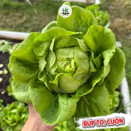 Hạt Giống Xà Lách Búp Siêu Giòn, Ngọt, Dễ Trồng, Nhanh Thu Hoạch - Phù Hợp Mọi Mùa -Hạt Giống Nhà Nông 1