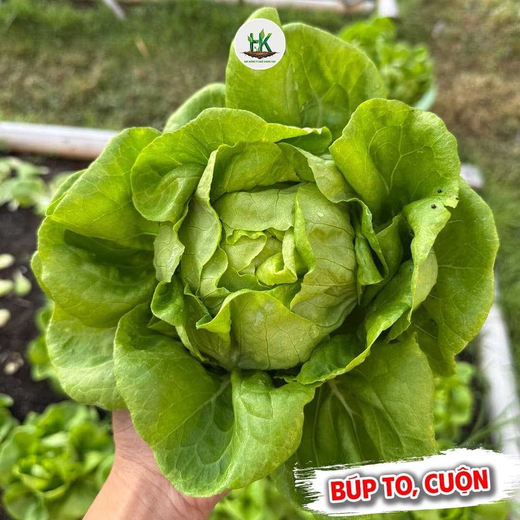 Hạt Giống Xà Lách Búp Siêu Giòn, Ngọt, Dễ Trồng, Nhanh Thu Hoạch - Phù Hợp Mọi Mùa -Hạt Giống Nhà Nông