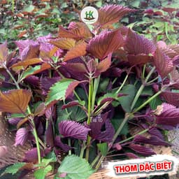 Hạt giống Tía Tô Bắc Siêu Thơm F1, Chịu Nhiệt, Trồng Quanh Năm - Hạt Giống Nhà Nông 1