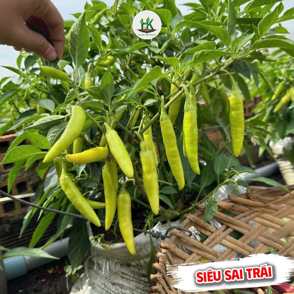 Hạt Giống Ớt Huế Siêu Cay-Giòn, Thơm Ngon, Dễ Trồng, Năng Suất Cao, trồng quanh năm từ Hạt Giống Nhà Nông