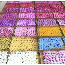 Cành hoa Lan hồ điệp giả cành 9bông cao su non cánh ướt 1