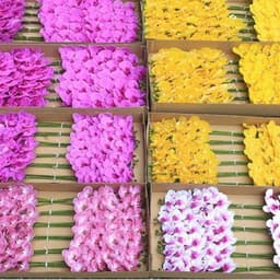 Cành hoa Lan hồ điệp giả cành 9bông cao su non cánh ướt 2