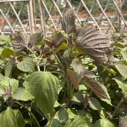Hạt giống Tía Tô Bắc Siêu Thơm F1, Chịu Nhiệt, Trồng Quanh Năm - Hạt Giống Nhà Nông 6