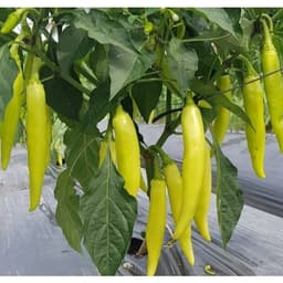 Hạt Giống Ớt Huế Siêu Cay-Giòn, Thơm Ngon, Dễ Trồng, Năng Suất Cao, trồng quanh năm từ Hạt Giống Nhà Nông 5