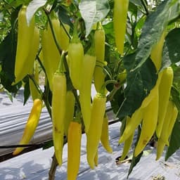 Hạt Giống Ớt Huế Siêu Cay-Giòn, Thơm Ngon, Dễ Trồng, Năng Suất Cao, trồng quanh năm từ Hạt Giống Nhà Nông 8