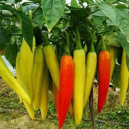 Hạt Giống Ớt Huế Siêu Cay-Giòn, Thơm Ngon, Dễ Trồng, Năng Suất Cao, trồng quanh năm từ Hạt Giống Nhà Nông 6