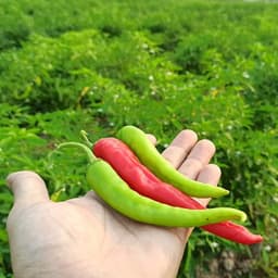 Hạt Giống Ớt Huế Siêu Cay-Giòn, Thơm Ngon, Dễ Trồng, Năng Suất Cao, trồng quanh năm từ Hạt Giống Nhà Nông 7