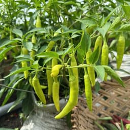 Hạt Giống Ớt Huế Siêu Cay-Giòn, Thơm Ngon, Dễ Trồng, Năng Suất Cao, trồng quanh năm từ Hạt Giống Nhà Nông 2