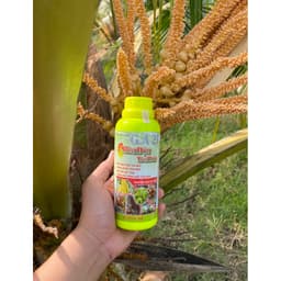 SIÊU ĐẬU TRÁI DỪA ĐẬU TRÁI, SAI QUẢ, TRĨU BUỒNG, CHỐNG RỤNG TRÁI NON CHAI 500ML 2