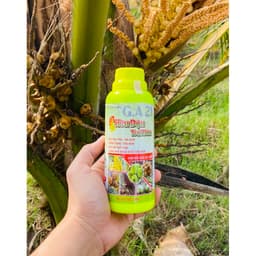 SIÊU ĐẬU TRÁI DỪA ĐẬU TRÁI, SAI QUẢ, TRĨU BUỒNG, CHỐNG RỤNG TRÁI NON CHAI 500ML 1