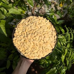 Hạt Tết, Hạt Bí Hiệu Duy Ký, Hạt Bí Vừa Béo Bùi Thơm Ngon, Hạt Bí Sấy Khô Cắn Tách Vỏ Ăn Liền 4