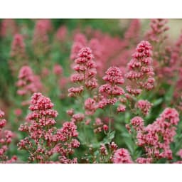 Film Kodak Ektar 100 135-36 COLOR NEGATIVE FILM | Số ảnh 36 | IOS 100 3