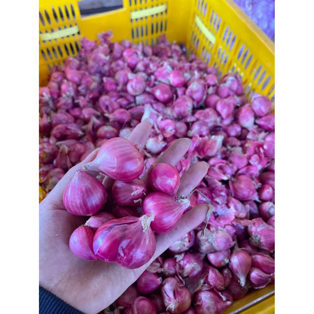 Hành Vĩnh Châu Rời củ To Vừa ,Sạch Vỏ Lụa (Đặc Sản Sóc Trăng )