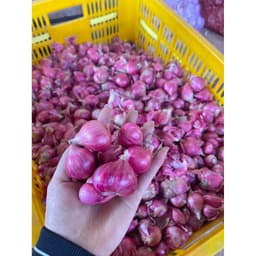 Hành Vĩnh Châu Rời củ To Vừa ,Sạch Vỏ Lụa (Đặc Sản Sóc Trăng ) 2