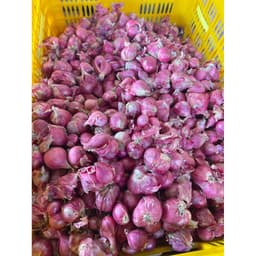 Hành Vĩnh Châu Rời củ To Vừa ,Sạch Vỏ Lụa (Đặc Sản Sóc Trăng ) 3