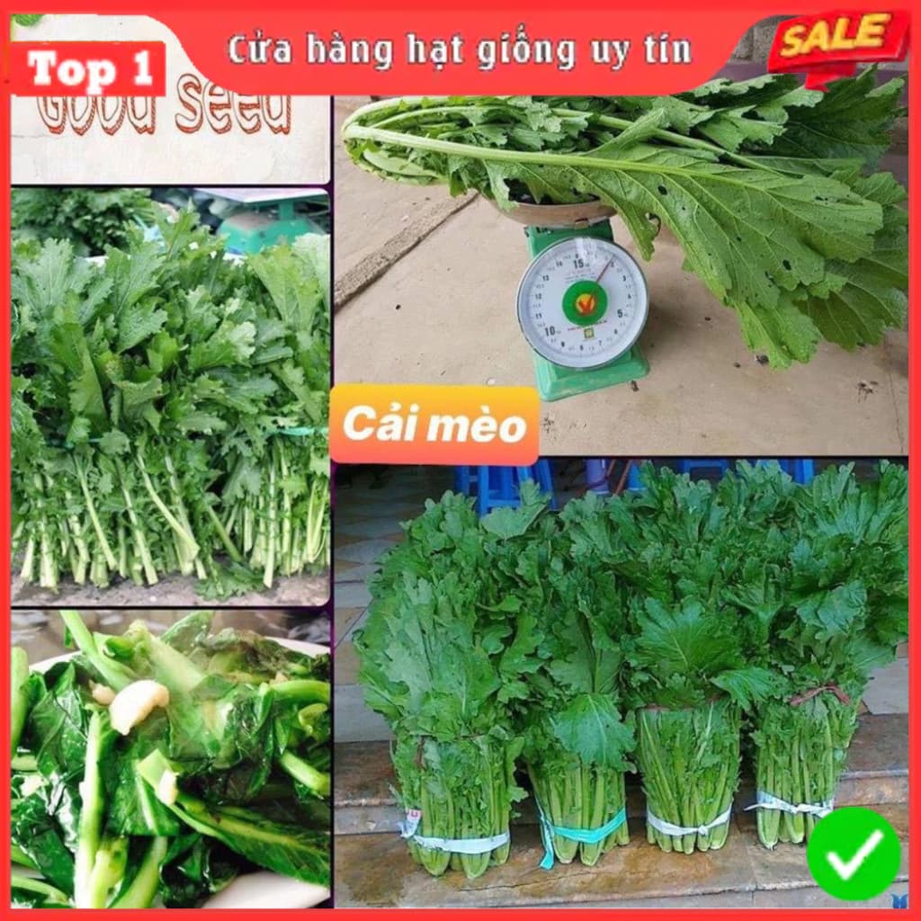 Hạt Giống Rau Cải Mèo Tây Bắc Chất Lượng F1 Chịu Nhiệt, Dễ Trồng, Thu Hoạch Sớm, Kháng Sâu Bệnh