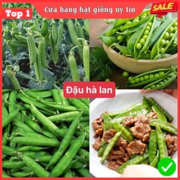 Hạt Giống Đậu Hà Lan F1 Loại Siêu Dễ Trồng, Dễ Chăm Sóc Tặng kèm Hướng Dẫn Trồng 1